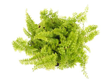 Mini Ferns for Terrariums/Fairy Garden - Live Plants - 3 Different Plants-2" Pots
