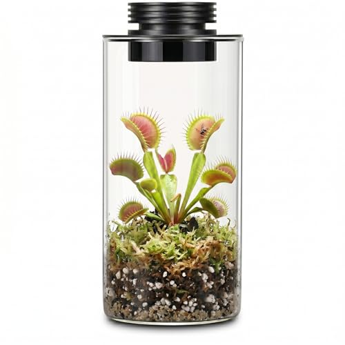 AREPK Desktop Glass Plant Terrarium with Grow Light (H:7.8" D:4"), for Succulent, Moss, Miniature Gardening Landscape, Betta Fish Tank, Office Home Decoration, Plant Lovers Gifts