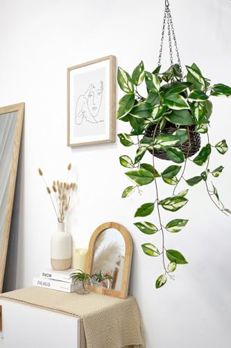Oairse Artificial Hanging Plants Fake Hanging Plants with Pots Faux Golden Pothos N‘ Joy Potted Plant Wall Plant with Basket Pot for Wall Shelves Bedroom Bathroom Indoor Outdoor - color: Golden Pothos