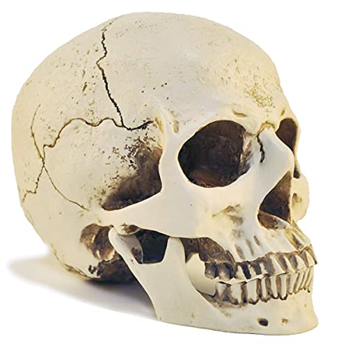 1:1 Resin Skull Head Model Simulation Skeleton Head Medical Skull Art Copy for Halloween Decor