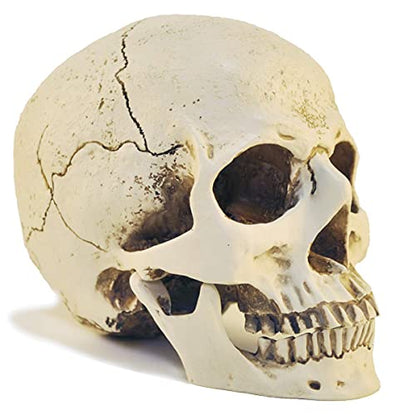 1:1 Resin Skull Head Model Simulation Skeleton Head Medical Skull Art Copy for Halloween Decor