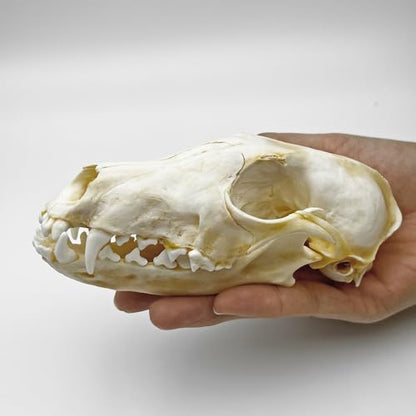 Taxidermy Real Animals Skull Decor - Model Animals Bones Specimen,Taxidermy Supplies for Science Education,Collection (Fox) - style: Fox Skull