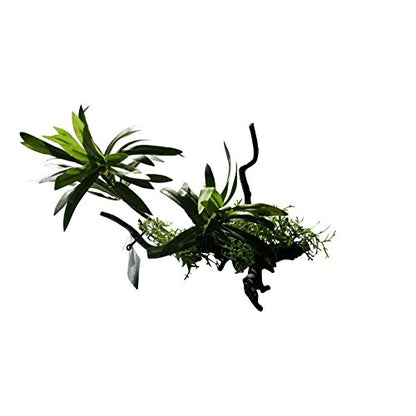 Plant on Tree Branch Artificial Aquarium Ornament 10 Inches Tall, Realistic Look and Feel Silk Plants on Driftwood, Resin Aquarium or Fish Tank Decoration