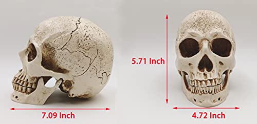 1:1 Resin Skull Head Model Simulation Skeleton Head Medical Skull Art Copy for Halloween Decor