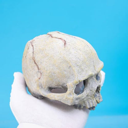 Skull Head Reptiles Hideouts Caves Resin Landscape Decoration Fishtanks Terrariums Accessories for Snake Bearded Dragon Resin Skull Head Decors for Aquariums