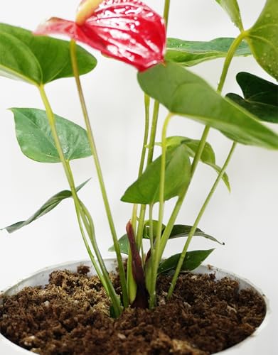 2QT Anthurium Potting Soil, Professionally Formulated Lightweight, Persistent Humidity, Fast Draining Potting Soil