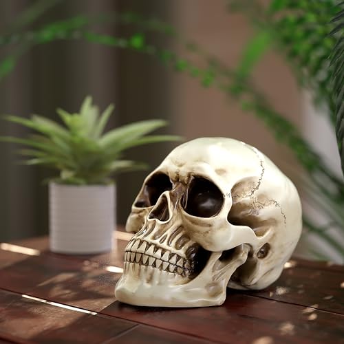 READAEER Resin Skull, Human Head Model for Home Decoration, Halloween Statue, Skull Model for Bookshelf and Desktop (White)