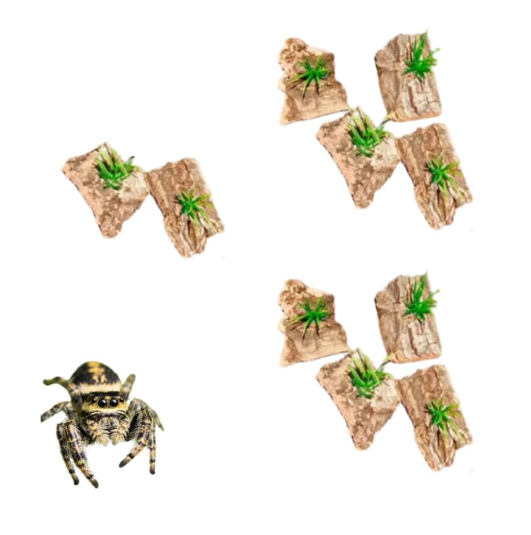 10 Pieces Tarantula Enclosure Decor Cork Bark Hide with Natural Grasses Jumping Spider Accessories Tarantula Hide and Reptile Habitat Supplies