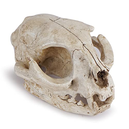 Halloween Resin Cat Skull Skeleton Model Figurine Animal Scary Skeleton Props for Home Décor Aquarium Fish Tank Landscape Collectible Teaching Prop