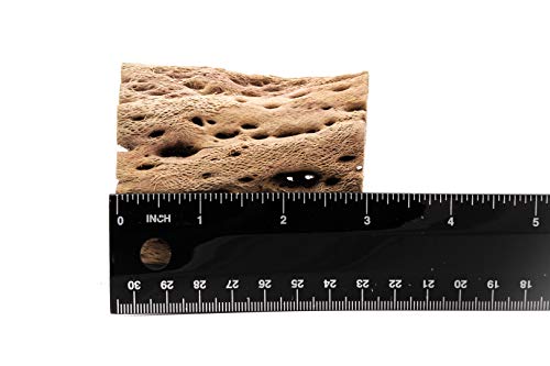 3 to 48 Inch All Natural Teddy Bear Cholla Wood Extra Hollow Large Untreated Organic Aquarium Driftwood Decoration Chew Toy Shrimp Crab Multi-Quantity (2 Pieces, 3 inch) - size: 2 Pieces, 3 inch