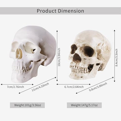 2-Pack Mini Skulls Décor, Human Skull Model Anatomy Skull Model for Studying,Tiny Resin Skulls, Drawing Model Skull Figurine, Small Skull Head for Students,Art Gift