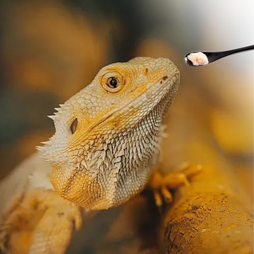 Reptile Feeding Tongs Kit, 2Pcs Extra Long Stainless Steel Reptile Feeding Tongs, 1Pcs Feeding Spoon, Small Animal Feeder Tool for Lizards, Crested Geckos, Bearded Dragons - color: Feeding Set