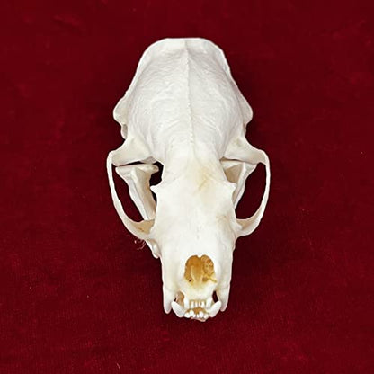 Taxidermy Real Animals Skulls, Real Bones Specimen, Taxidermy Supplies for Science Education, Special Gift (Mink Skull) - style: Mink Skull