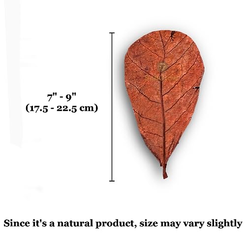 SunGrow 10 Pack Hermit Crab Large Catappa Indian Almond Leaves, Tarantula Dried Leaves for Spawning, Source of Cellulose and Nutrition for Isopods and Crickets, Create Humid Vivarium Habitat, 8”