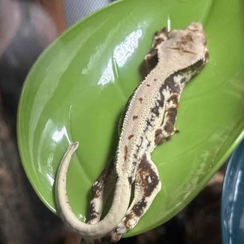 Crested Gecko Tank Accessories，3PCS,Reptile Branches，crestedgecko Hide，Gecko Wall Climbing Toy，Frog Habitat Platform，Tree Frog ，Reptile Leaf，Snake Accessories for Tank