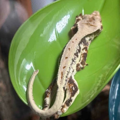 Crested Gecko Tank Accessories，3PCS,Reptile Branches，crestedgecko Hide，Gecko Wall Climbing Toy，Frog Habitat Platform，Tree Frog ，Reptile Leaf，Snake Accessories for Tank