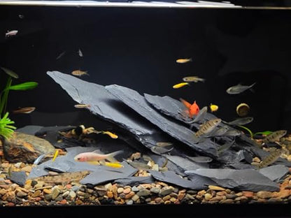 Fish Tank Rock Natural Slate Rocks 2 to 8 inch Aquariums Stone for Aquascaping,Terrariums, Reptile Enclosures,Paludariums,and Gardens-20lb - size: 20lb（2-8'')
