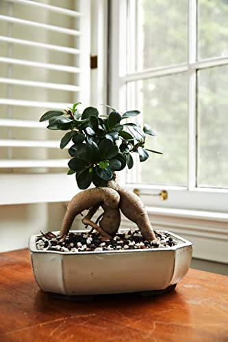 Bonsai Soil by The Bonsai Supply – 20qts. Professional Bonsai Soil Mix | Ready to use| Great for All Bonsai Tree Varieties. - size: 20 Quarts Professional Mix