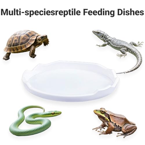2 Pack Snail Food and Water Bowl，atural Design Food Bowl for Pet Snails, Garden Snails Pet Land Snail Supplies(White) - color: white