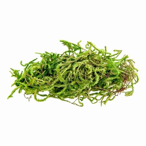 Galapagos (05211) Terrarium Sphagnum Moss, Fresh Green, 150in3 Header Bag