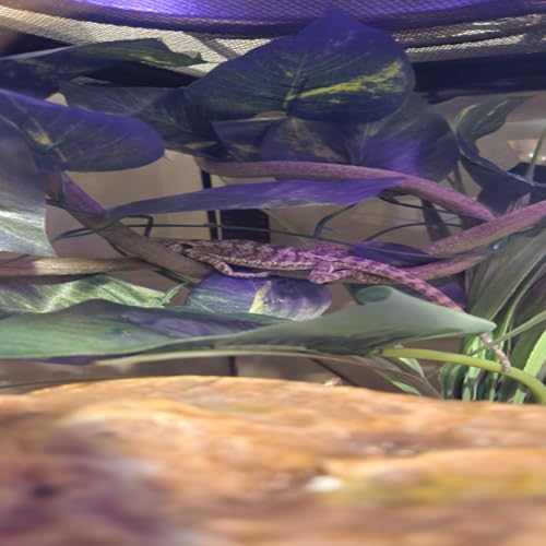Bearded Dragon Hammock,Reptile Lounger Lizard Natural Seagrass Habitat Decor Reptiles Tank Hanging Plants Jungle Climber Vines Flexible Leaves Accessories for Lizards Chameleon Gecko Corn Snakes
