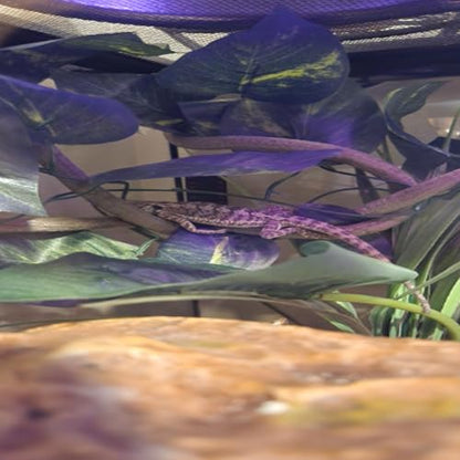 Bearded Dragon Hammock,Reptile Lounger Lizard Natural Seagrass Habitat Decor Reptiles Tank Hanging Plants Jungle Climber Vines Flexible Leaves Accessories for Lizards Chameleon Gecko Corn Snakes