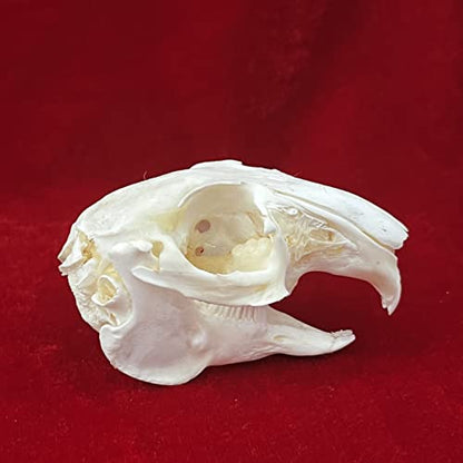 Taxidermy Real Animals Skulls, Real Bones Specimen, Taxidermy Supplies for Science Education - style: Rabbit Skull