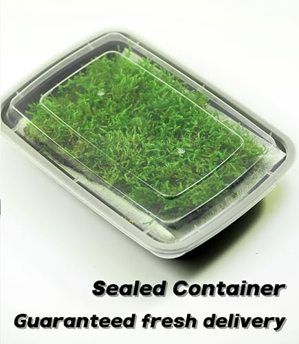 Live Moss Duo Pack – 2 Varieties Mixed Moss for Reptile Terrariums, Amphibian Habitats, Bonsai, Vivariums & Indoor Plant Projects