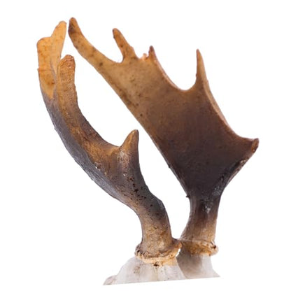 MERRYHAPY Reptile Skull Decor Resin Deer Skull Hideout Cave Safe Light Reptile Tank Decor