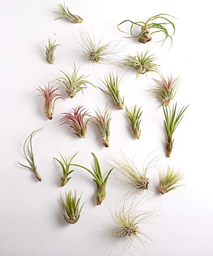 Shop Succulents | Assorted Collection | Variety of Species, Tropical House Plant for Home Décor, DIY Terrariums, 100-Pack - size: 100 Pack, style: Assorted Collection