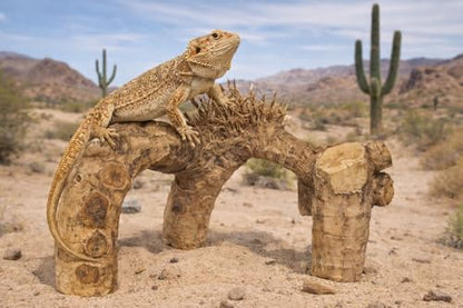 Natural Driftwood Branch Reptile Terrarium Décor for Lizards, Geckos, Snakes, Climbing & Hiding Enrichment, Large