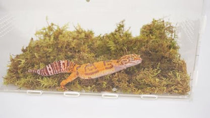 Leopard Gecko Moss Substrate 4oz, Reptile Terrarium Accessories for Habitat Decor Supplies, Burrowing Bedding for Lizards