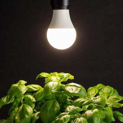 Back to The Roots Full Spectrum LED Grow Lights Value 2-Pack