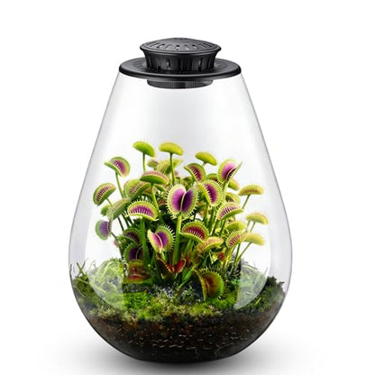 Glass Plant Terrarium with LED Grow Light, 7.8" Borosilicate Terrarium with Adjustable Ventilation & Timer, for Venus Fly Trap, Moss, Succulents, Mini Landscape, Desk Decor for Home Office