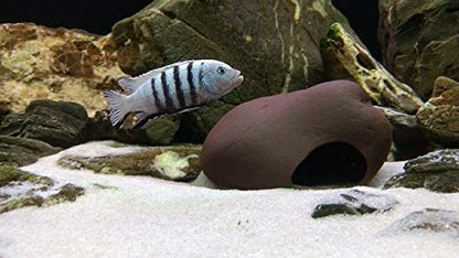 Plecoceramics Cichlid Stone Decoration - Aquarium cave for Cichlids, Betta, Small Fish - Fish Tank Hideway Decor - Betta Toys Hideout Stones House (Stone Medium)