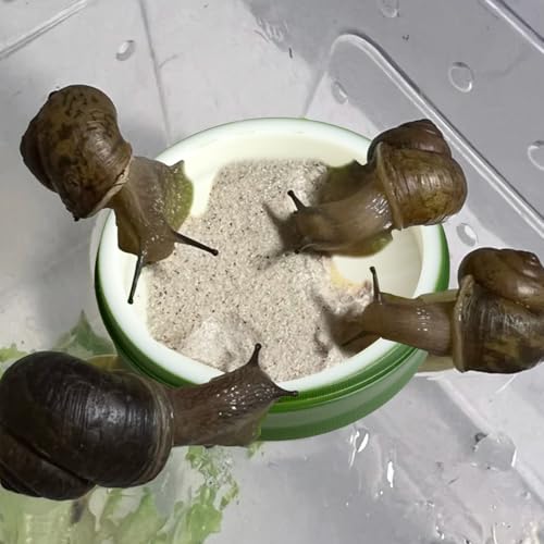 4 Pack Snail Water and Food Bowl with Tweezers, Shallow Feeder Dish for Terrarium Kit, 0.4-0.8 Inch Depth Enclosure Accessories for Hermit Crab and Reptiles