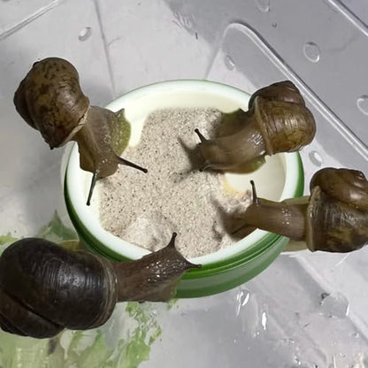 4 Pack Snail Water and Food Bowl with Tweezers, Shallow Feeder Dish for Terrarium Kit, 0.4-0.8 Inch Depth Enclosure Accessories for Hermit Crab and Reptiles