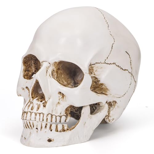 Bone White Resin Skull Sculpture - High Fidelity Model for Halloween Decor, Home Decoration, Artistic Display & Trophy - color: White