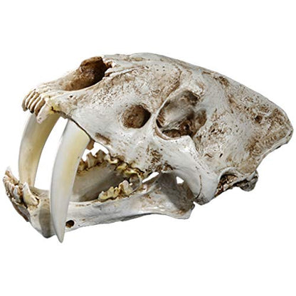 Saber Toothed Tiger Skull Model, 1:1 Saber Toothed Resin Skull for Head Model Home Decor Hallow - 12.60x7.28x7.09in