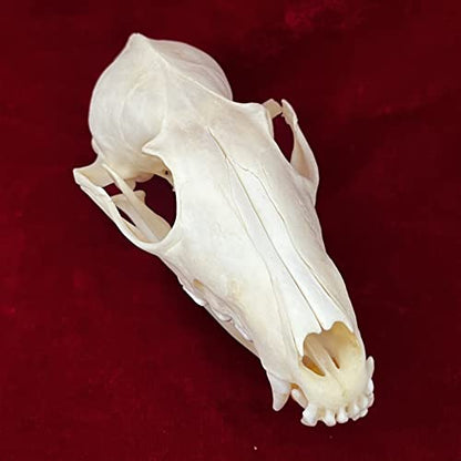 Taxidermy Real Animals Skulls, Real Bones Specimen, Taxidermy Supplies for Science Education, Special Gift (Fox Skull) - style: Fox Skull