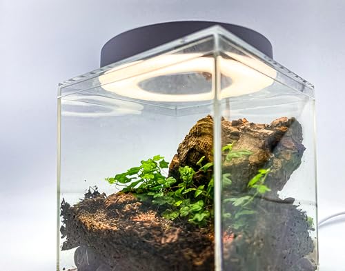 Generic Tiny Terrarium Kit for Springtails (4x4 inch) - BioActive Enclosure, Live Tropical Plants, LED Grow Light, Soil & Drainage, White