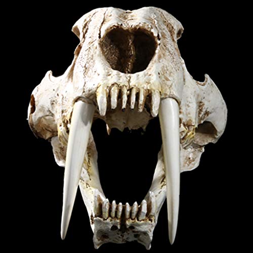 Saber Toothed Tiger Skull Model, 1:1 Saber Toothed Resin Skull for Head Model Home Decor Hallow - 12.60x7.28x7.09in