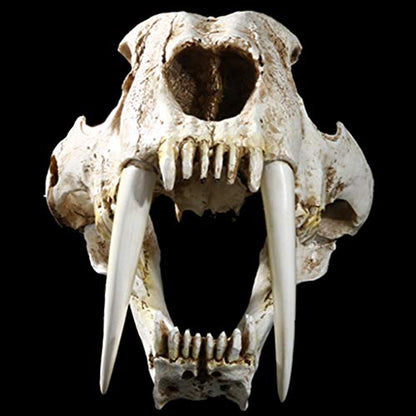 Saber Toothed Tiger Skull Model, 1:1 Saber Toothed Resin Skull for Head Model Home Decor Hallow - 12.60x7.28x7.09in