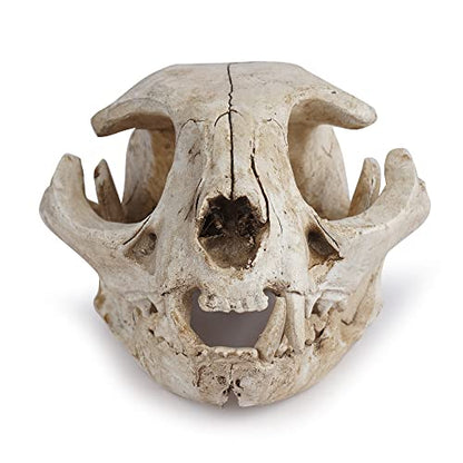 Halloween Resin Cat Skull Skeleton Model Figurine Animal Scary Skeleton Props for Home Décor Aquarium Fish Tank Landscape Collectible Teaching Prop