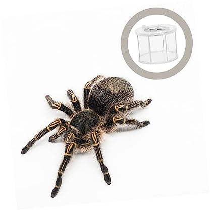 COLLBATH Transparent Reptile Breeding Box with Ventilation Feeding Case for Spiders Geckos and Snakes Durable Acrylic Habitat for Pet Display and Observation