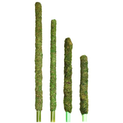 Galapagos (22210) Mossy Perch for Aquarium, 24", Fresh Green