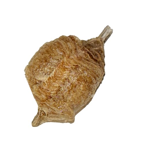 USMANTIS Praying Mantis Ootheca Egg Case (Twenty Egg Case) - Beneficial for Stem Education and Gardening, Each Egg Case Produces Approximately up to 400 Baby Nymphs (T Sinensis) - size: Pack of 20