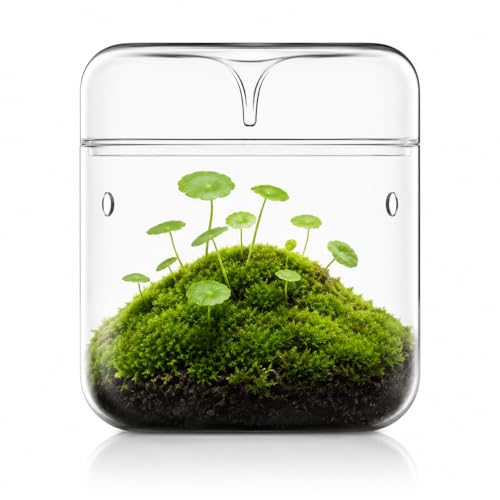 Bioloark MY-180 Glass Plant Terrarium, 7.1" x 7.9" Large Desktop Moss Terrarium with Dew-Collecting Lid, Ventilation Holes, High-Clarity Glass Jar for Ferns, Small Plants & Micro Landscape - color: MY-180(7.1"X7.9")