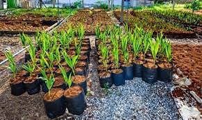 Home and Country Coco Coir Brick 50 Lbs Triple Washed Low EC Coconut Fiber Potting Soil Alternative for Indoor Plants Gardening Essentials and Mulch Compost Base - size: 50 Pound