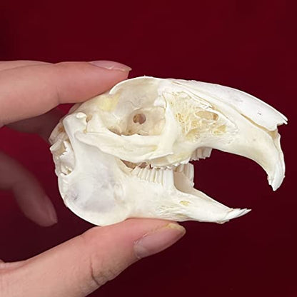 Taxidermy Real Animals Skulls, Real Bones Specimen, Taxidermy Supplies for Science Education - style: Rabbit Skull